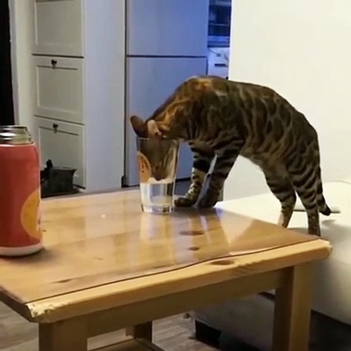 cute cat funny moments ❤️#viral #shorts