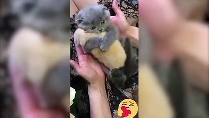 Cute kitten sleeping and having sweet dreams 4K