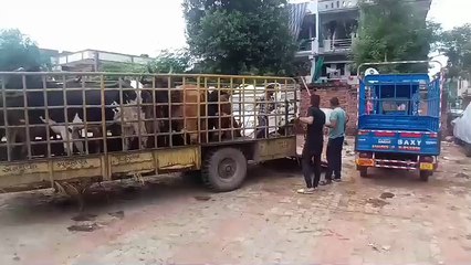 Video.... Ahedabad : असारवा, मेघाणीनगर, बापूनगर से 136 मवेशियों को पकड़ा