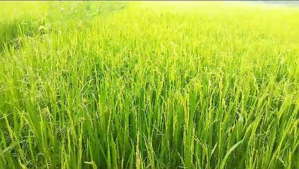 धान की फसल को थी पानी की आवश्यकता