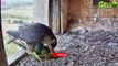 30 Unbelievable Moments! Hungry Birds Swallows Prey Within 3 Seconds   Animal Fight