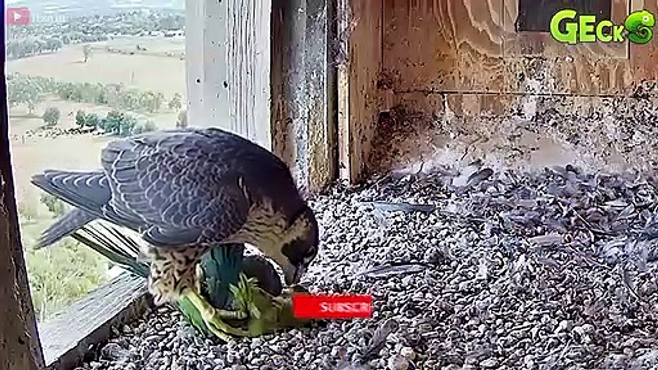 30 Unbelievable Moments! Hungry Birds Swallows Prey Within 3 Seconds   Animal Fight