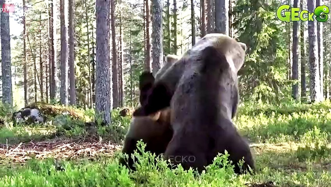 30 The Bear's Fatal Mistake Polar Bear Confronts Ferocious Predator   Animal Fight