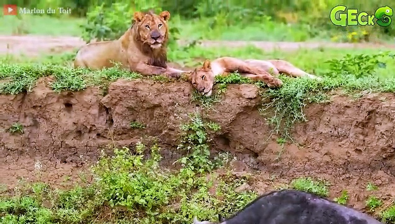 30 terrifying moments The Lion King's Most When Attacked By Africa's Most Dangerous Prey