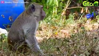 35 Chaotic Battles Of Angry Monkeys Rushes Into The Dog's Territory To Attack   Animal Fight