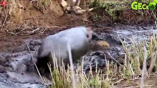 35 Moments Confronting A Hippo You Don't Watch Alone   Animal Fight