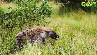 35 Moments Of Hyena Pain Before Big Cat's Judgment   Animal Fight