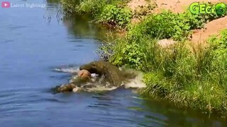 35 Moments When A Crazy Crocodile Suddenly Rushed To Bite The Poor Buffalo's Jaw Off   Animal Fight