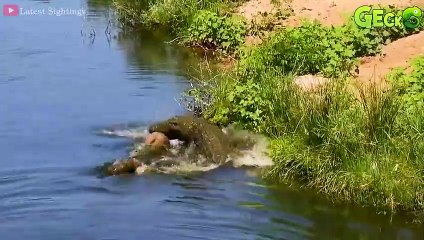 35 Moments When A Crazy Crocodile Suddenly Rushed To Bite The Poor Buffalo's Jaw Off   Animal Fight