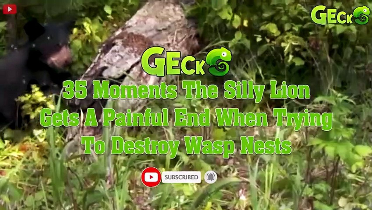 35 Moments The Silly Lion Gets A Painful End When Trying To Destroy Wasp Nests   Animal Fight