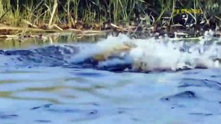 Bite Lion's Head, Swallow Jaguar - Crocodile Proves He Is The monster Make All Species Fear