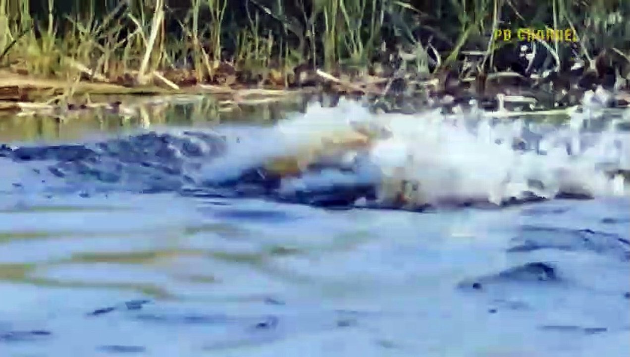 Bite Lion's Head, Swallow Jaguar - Crocodile Proves He Is The monster Make All Species Fear