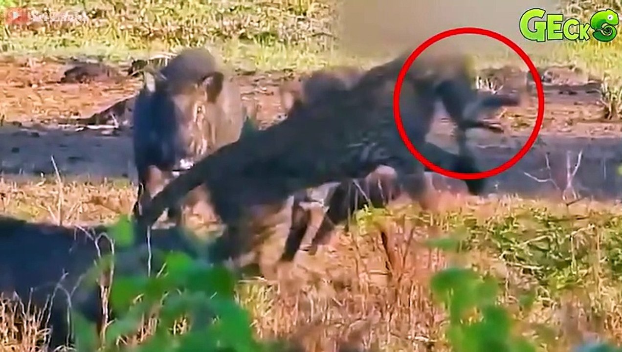 Aghast! Crazy Wild Buffalo Knocks Leopards Away With Sharp Horns To Avenge Calves   Animal Fight
