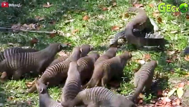 35 Terrifying Moments Mongoose Rips Outs Lizard Eyes, What Happened Next Animal Fight