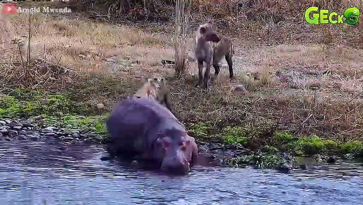 50 Tragic Defeats Of Wounded Hyenas At The Hands Of Lions, Leopards, Wild dogs   Hyena Attack