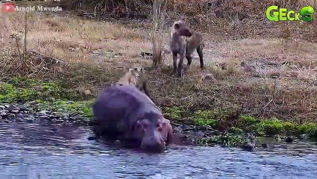 50 Tragic Defeats Of Wounded Hyenas At The Hands Of Lions, Leopards, Wild dogs Hyena Attack