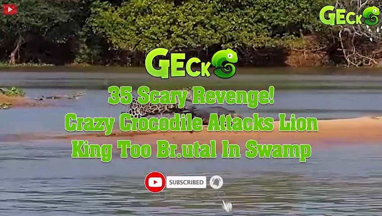 35 Scary Revenge! Crazy Crocodile Attacks Lion King Too Br.utal In Swamp   Animal Fight