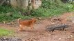 Dogs In Danger! Giant Komodo Dragon Rushed Into Village To Attack Dogs And Steal Goat