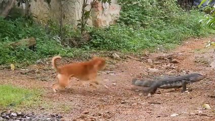 Dogs In Danger! Giant Komodo Dragon Rushed Into Village To Attack Dogs And Steal Goat