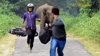 Crazy Scene! Mad Animals Run wild On The Main Road To Attack The Expensive Cars Of Tourists