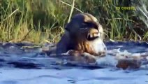 Deadly Predator! Buffalo Loses A Leg For A Chance To Live In The Face Of An Onslaught Of Crocodiles