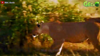 Facing D.eath Warthogs on the Brink of Danger Confront  Bloodthirsty Lion   Animal Fight