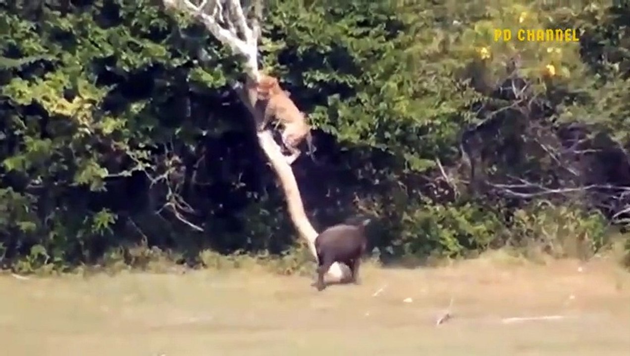 First Shock! Tigers Were Chased By Maasai People Who Risked Their Lives To Hunt Their Livestock
