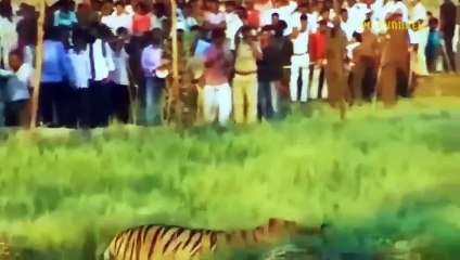Harsh Punishment! Hungry Tiger Risked His Life To Steal  Cow Must Received The Most Dire Ending