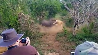 Lions Are Tortured Exhausted! Super Wildebeest Alone Defeat Hungry Lions To Miraculously Escape