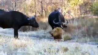 It's Pitiful! Aggressive Male Lion Is Tortured By Buffaloes For Hours To Death - Lion Vs Buffalo