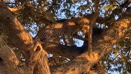 Lion's Bad day! Aggressive Baboon And Mad Elephant Rushed To Attack Mother Lion And Kill Her Cub