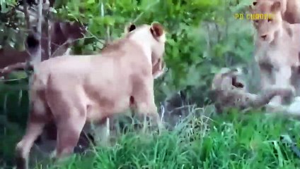 Lions Show Absolute Strength! Leopard Struggled In Pain Under The Teeth Of Cruel Lion To Protect Cub