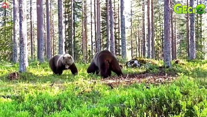 Mother Bear Risks Her Life To Protect Cubs From Hungry Lions, Will Cubs Survive   Animal Fight