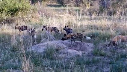 Paradoxical Story! These Warthogs Fight Back Madly And Knock Down Leopard, Lion To Escape Easy