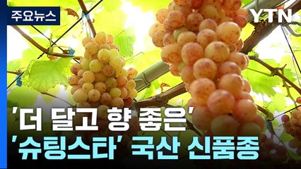 "비켜라! 샤인머스켓"...'더 달고 향 좋은' 국산 신품종 나왔다 / YTN