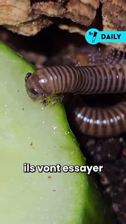 Les iules telodeinopus aoutii sont originaires des forêts tropicales de l’Afrique telle que celles du Togo, Ghana, Kenya et de Côte d’Ivoire 