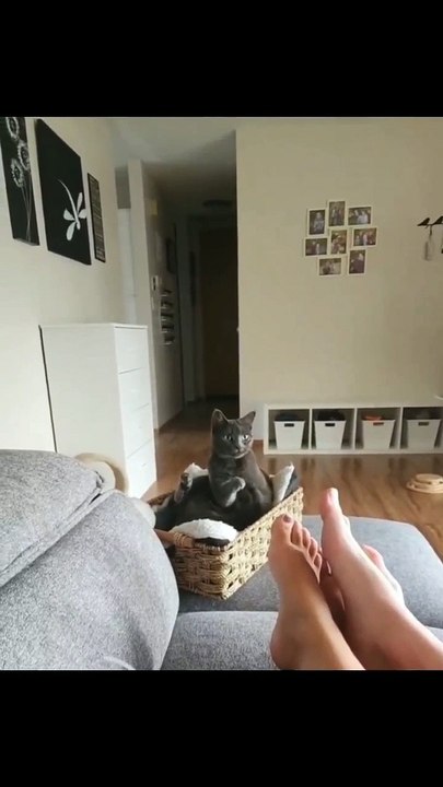CUTE KITTEN CAT VIDEO 7