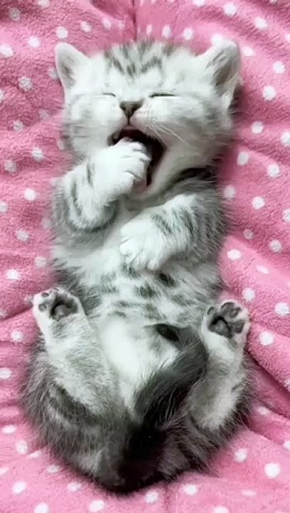 CUTE KITTEN CAT VIDEO 6