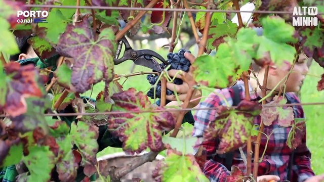 Arcos de Valdevez. Associação de Miranda recria vindima à moda antiga