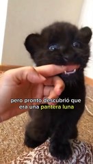 Victoria imaginó que estaba rescatando un gato pero era una pantera