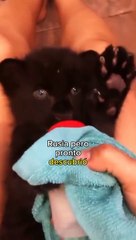 Pensó que estaba rescatando un gato pero era una pantera
