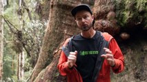 Calls to improve trail access to Tasmania's giant trees