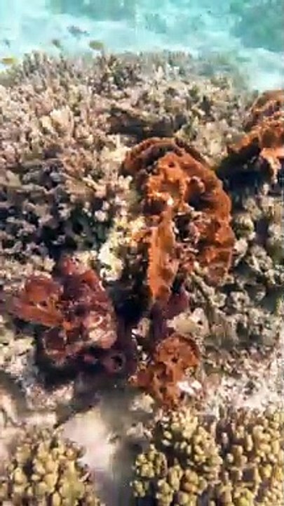 Octopus Gets Pushy