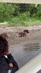 When A Family of Bears Passed By Our Float Plane