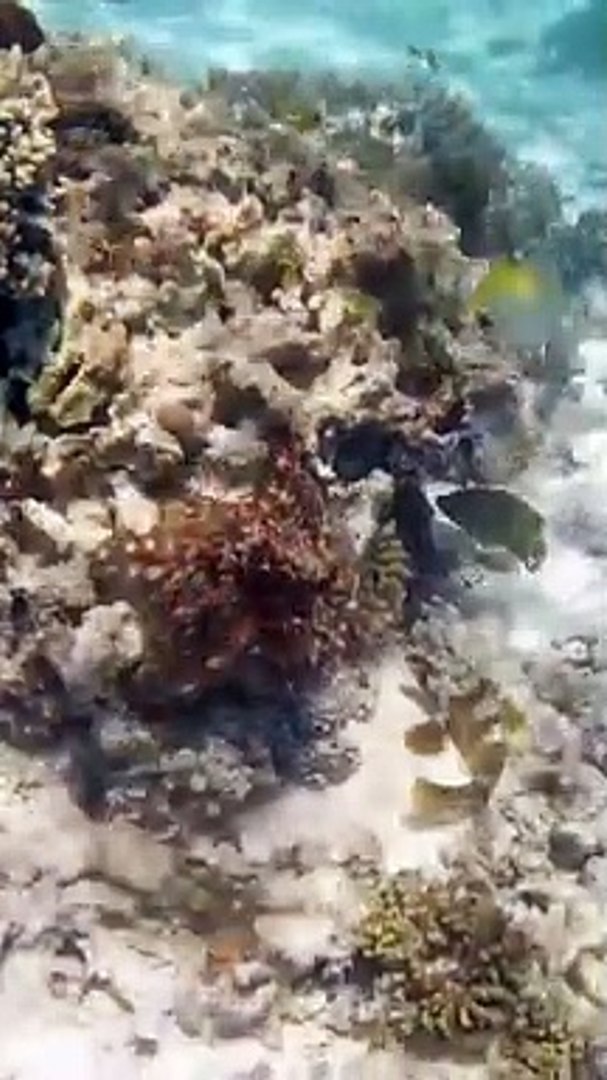 ⁣Octopus Punches a Fish