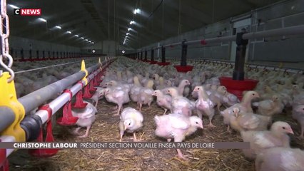 Les poulets ukrainiens menacent la filière française