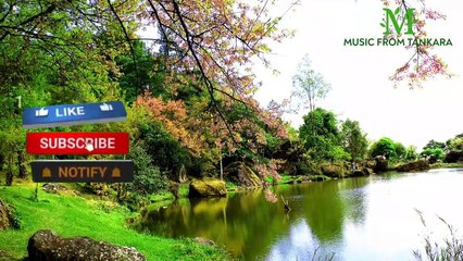 Beautiful piano music __ Nature sounds __ Stress relief music __ Calm music