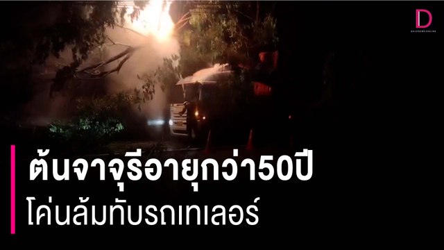ต้นจาจุรีอายุกว่า50ปี โค่นล้มทับรถเทเลอร์โชคดีคนขับรอดตาย | HOTSHOT เดลินิวส์ 17/09/66