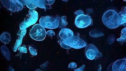 Unwind WORRIES..!! Gentle Play Music I Relaxation Mindful Meditation