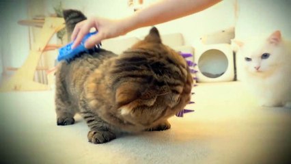 LuLu Got Revenge on the Hair Brushes! | Kittisaurus